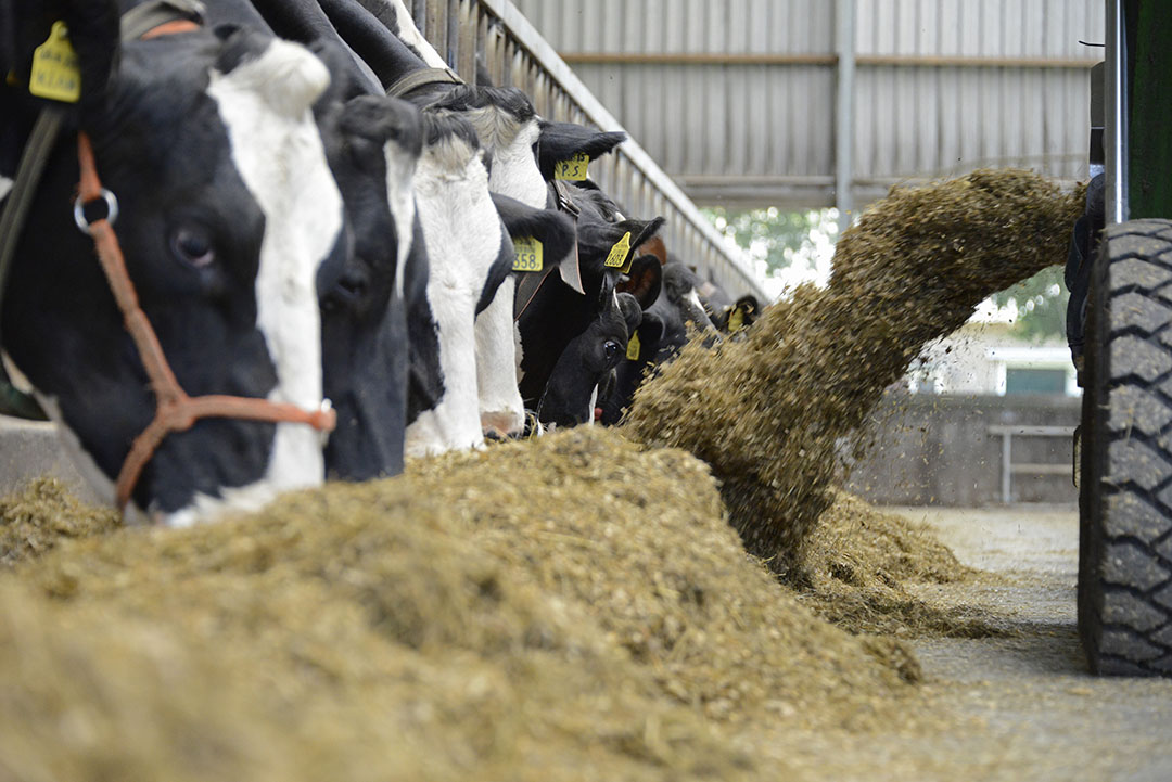 Dairy Nutrition Inputs